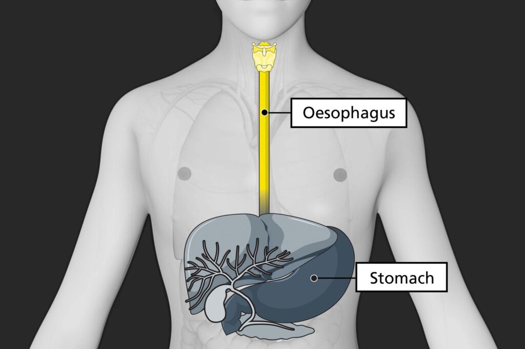 diagram of body showing oesophagus and stomach